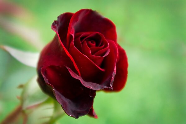 Reine des fleurs rose rouge