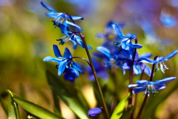 Primaveras azules macro disparo