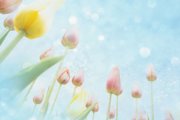 Tulpen im sanften Farbton auf dem Feld