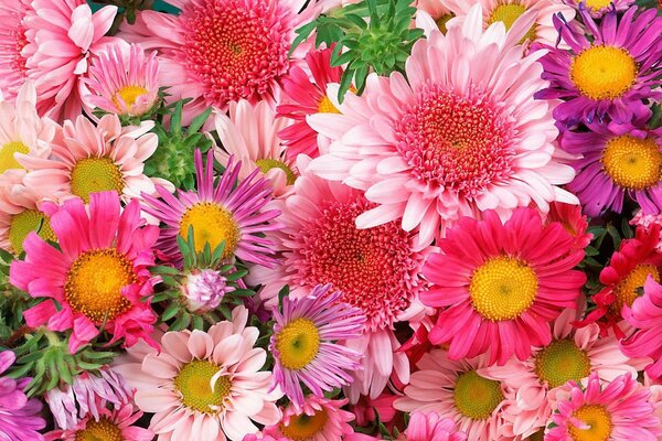 Hermosas flores de gerbera brillantes