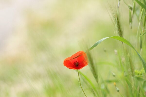 Macro image of a blooming poppy among the grass