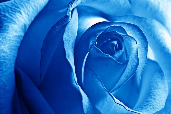 Beaux pétales de rose bleue