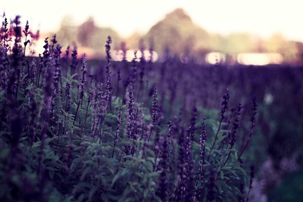 Fleurs violettes dans le champ sur tout le fond
