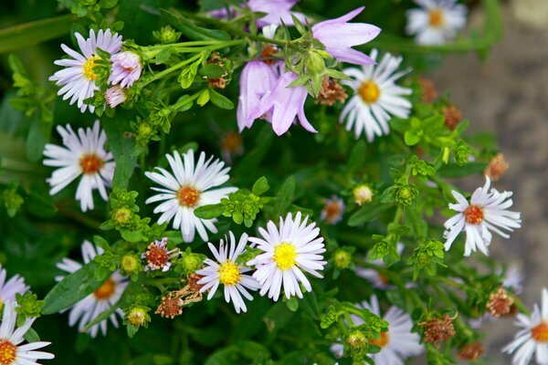 Bouquet of white daisies and violets