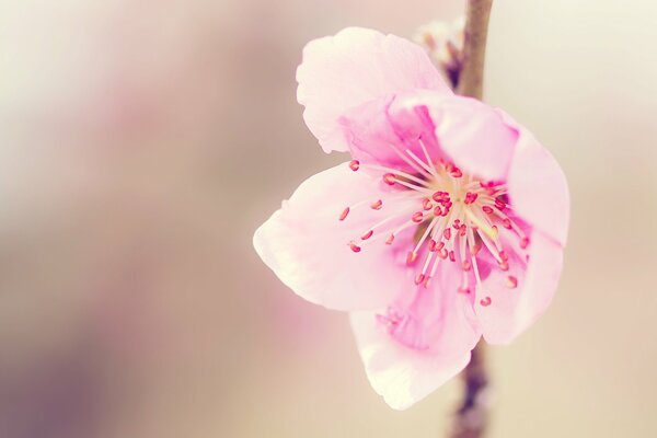 Нежно розовый цветок на стебле