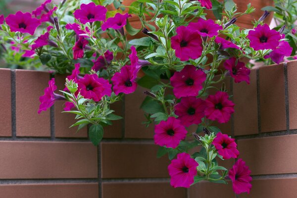 Any petunia in a pot or basket will decorate the garden
