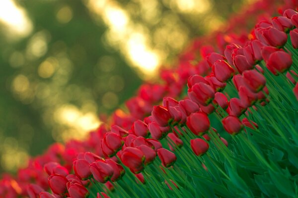 Red tulips with green stems and blurred background