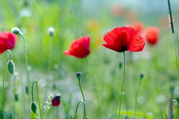 Amapolas rojas florecientes en un claro