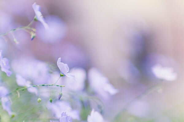 Zartviolette Blüten auf einem verschwommenen Hintergrund