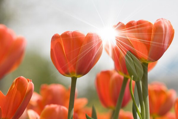 The buds of poppies. Highlights in nature