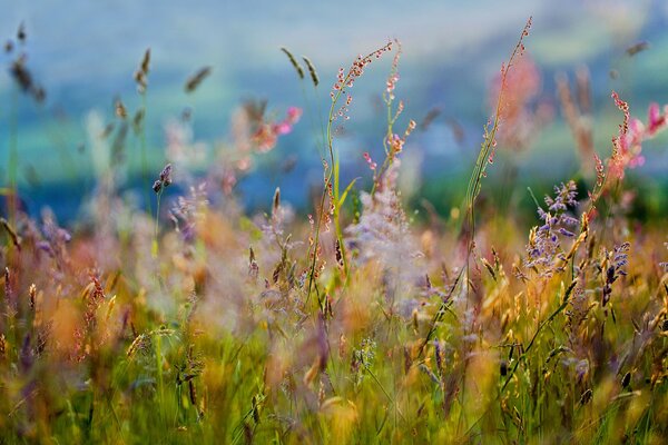 Wildflowers. Macro shooting