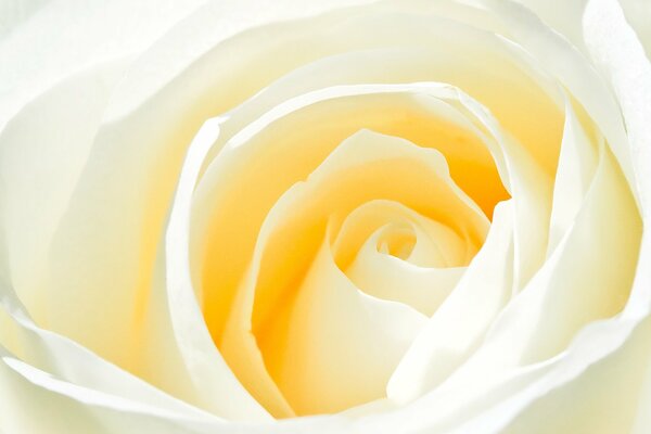 Delicate white rose bud