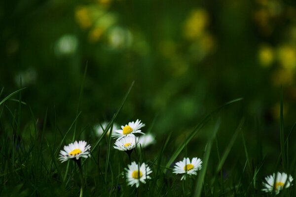 Weiße Kamille im grünen Gras