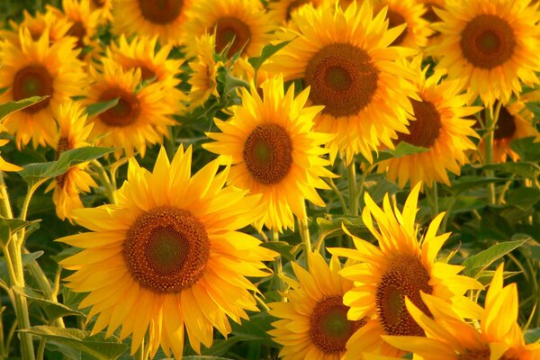 Luxuriöse gelbe Sonnenblumen in der Sonne