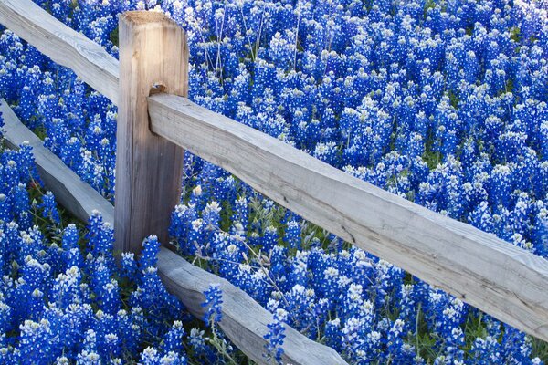 Поле красивых синих цветов