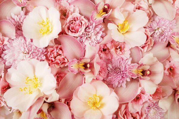 Tenderness delicate pink flowers