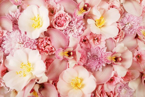 Нежность нежные розовые цветы