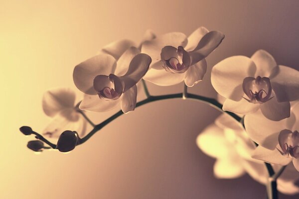 A branch of a white orchid performs a beautiful bend