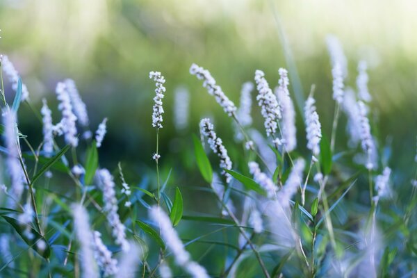 Blühender Lavendel auf grünem Gras Hintergrund