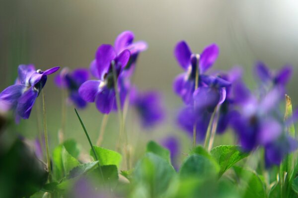 Spring. Violets. Macro shooting