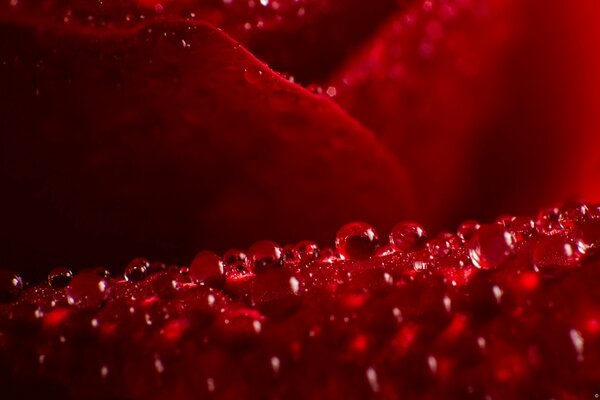 A scarlet rose petal with water drops