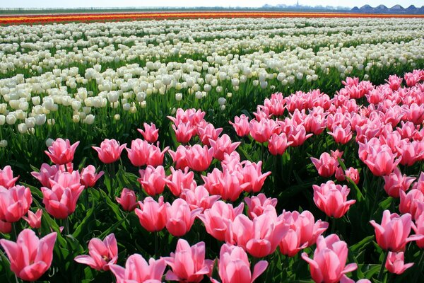 Plantación de tulipanes de diferentes colores