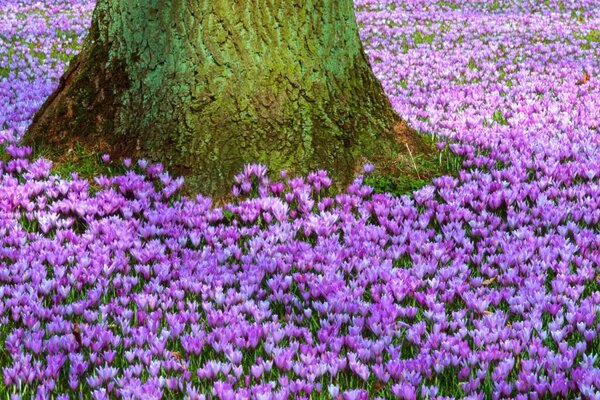 Blooming purple crocuses around the tree trunk