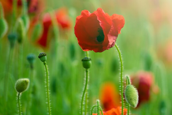 Rote Mohnblumen im Sonnenlicht