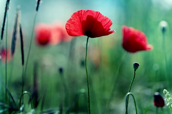 Amapolas maravillosas en terreno brumoso