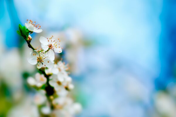 A sprig of cherry blossoms on a blue blurred background