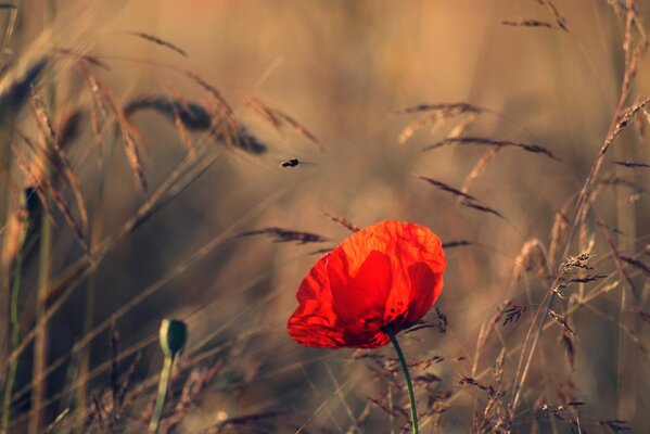 Mohn auf dem Feld am Sommerabend