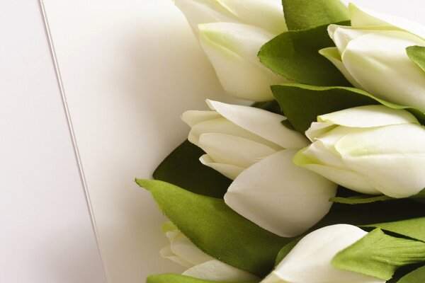 Bouquet of white tulips