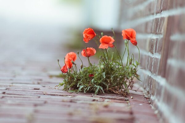 Red poppies broke through the asphalt