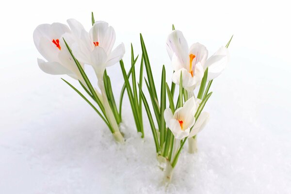 Primrose los primeros brotes de debajo de la nieve