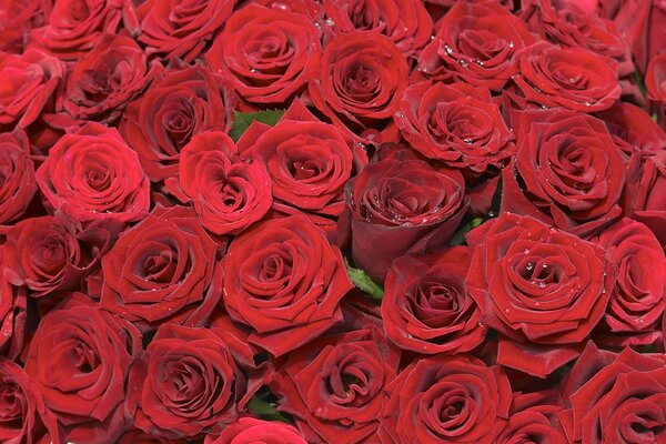 Boccioli di rose rosse in rugiada