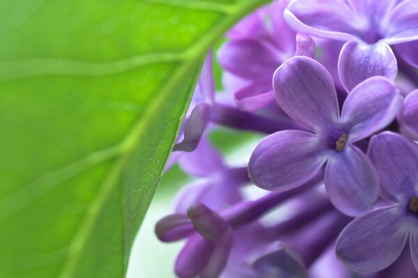 Spring blooms lilac macro photography