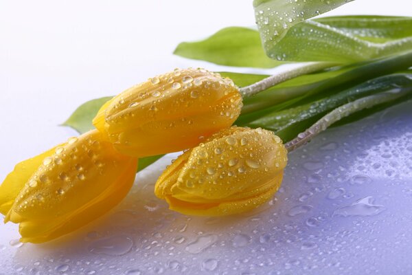 Bright juicy yellow tulips in dew