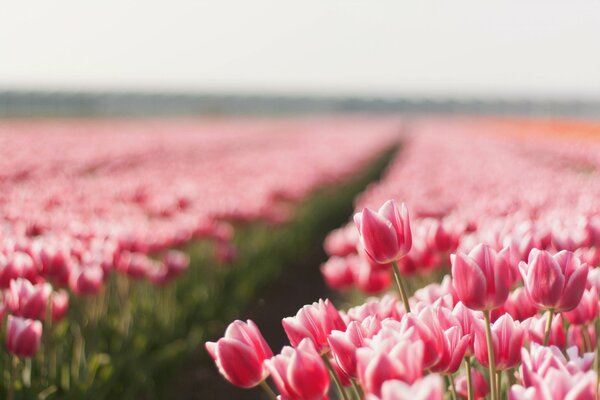 Ein Sommerfeld aus rosa Tulpen und einem Pfad unter ihnen