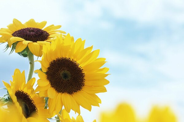 Los girasoles brillantes atrapan los rayos del sol de agosto