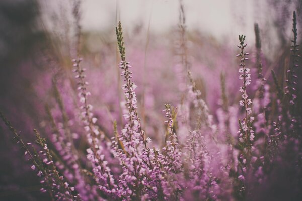 Pink dull flowers on the field