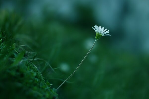 Fiore solitario nell erba verde