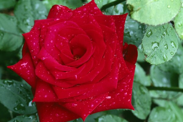 Rosa roja con gotas de rocío en pétalos