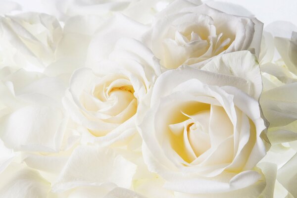 Rose blanche délicate