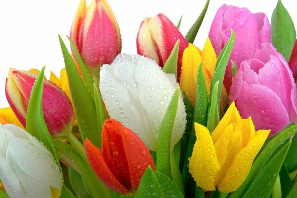 Gocce d acqua su foglie e fiori di tulipano
