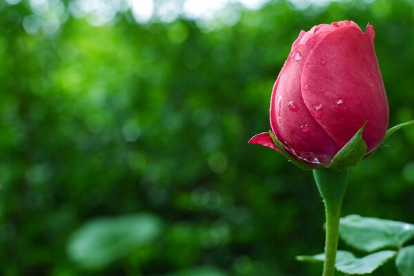 Gocce sul bocciolo di rosa