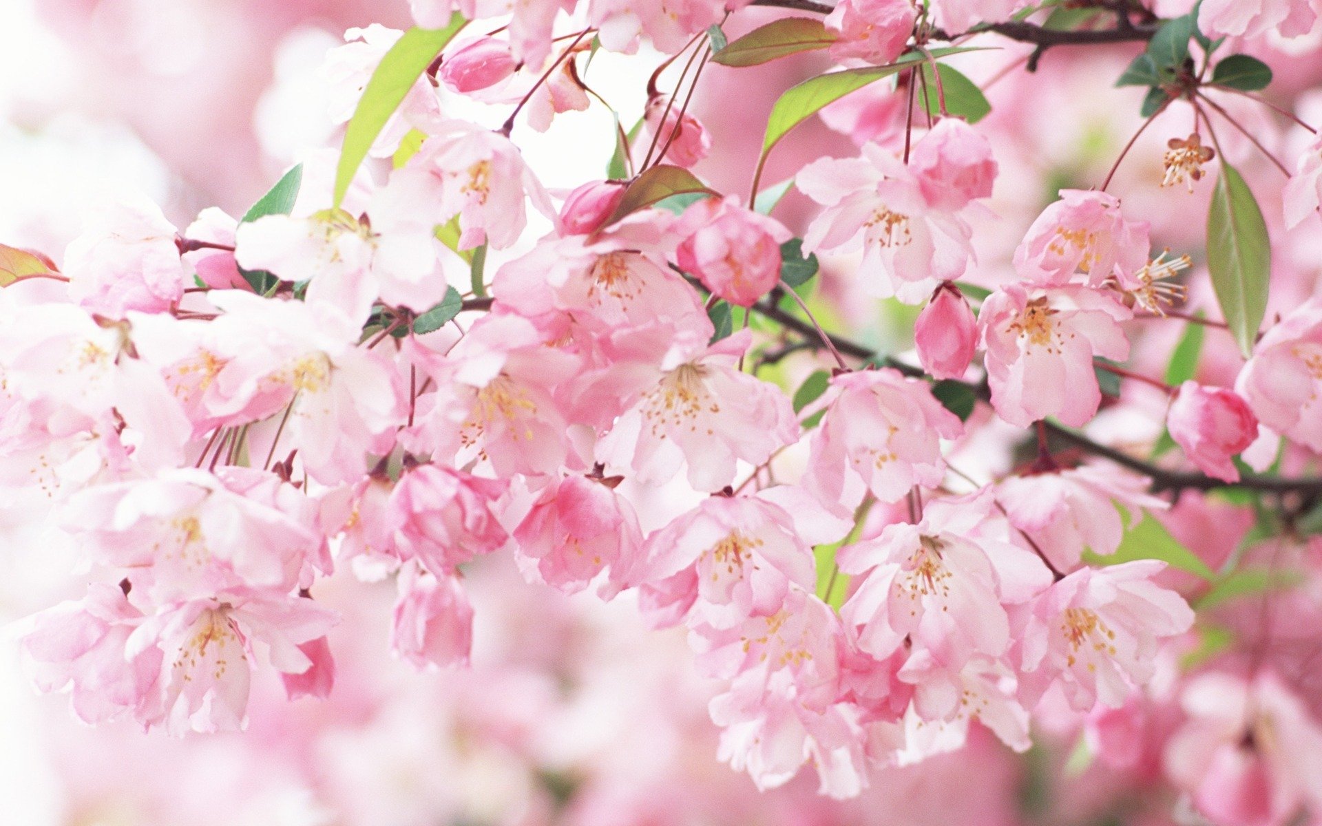 sakura fioritura petali rosa rami primavera