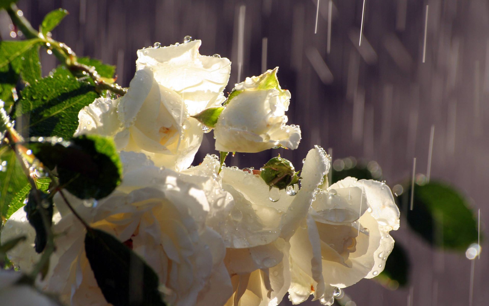 rosen weiß knospen blumenstrauß regen wasser tropfen