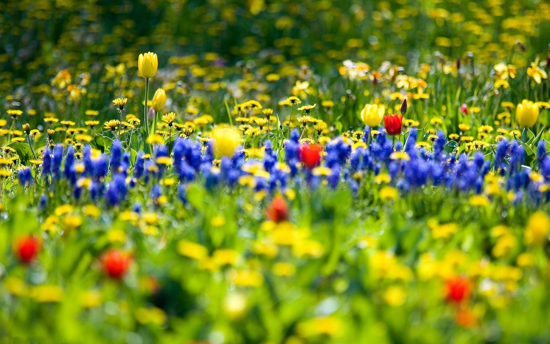 nature jardin fleurs champ flower