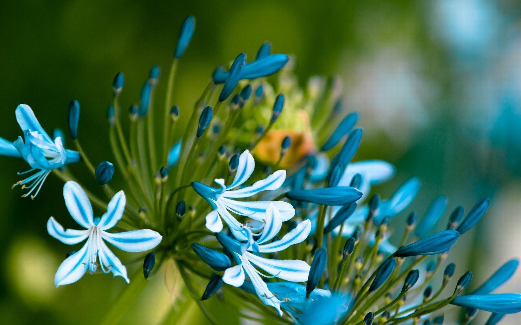 blu fiori gambo foglie petali boccioli macro