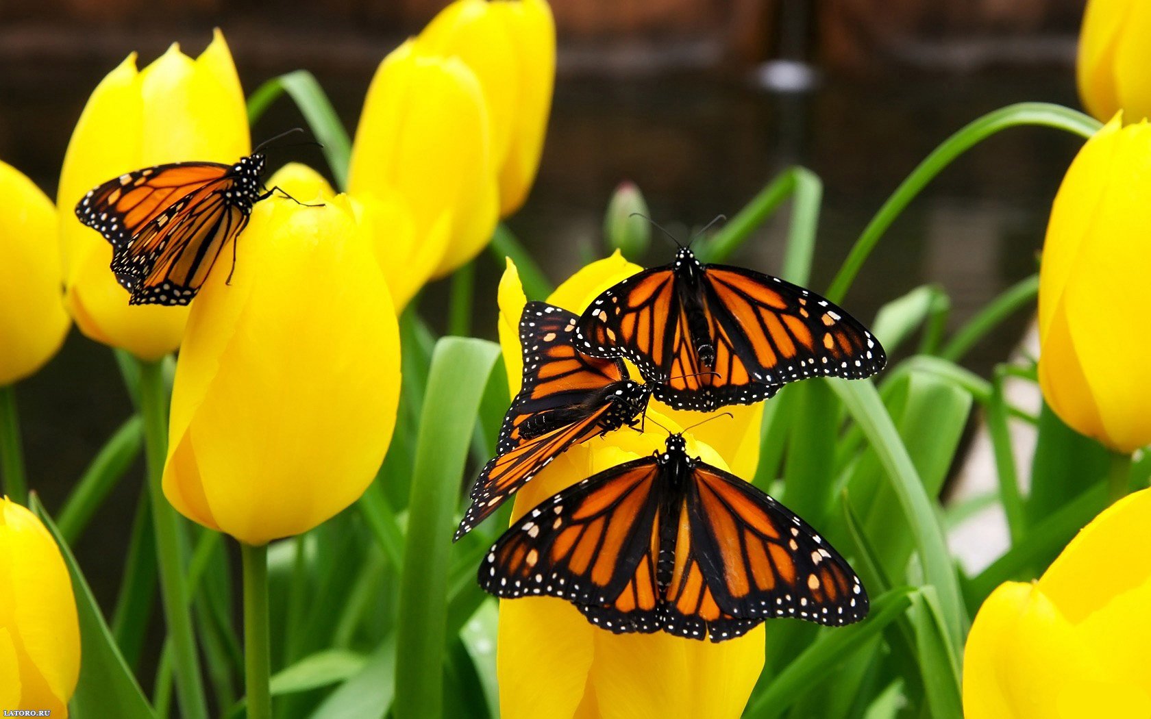 farfalle tulipani natura